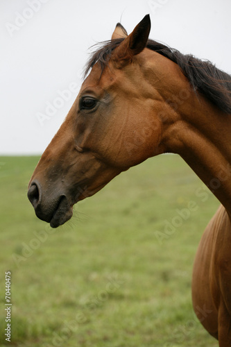 Portrait of young bay horse