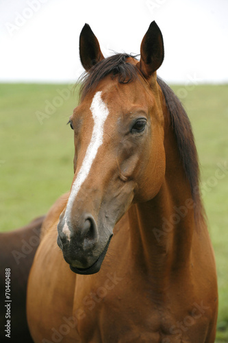 Close-up of youngster racing horse in the field © acceptfoto