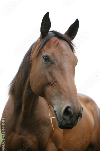 Portrait of nice purebred bay horse