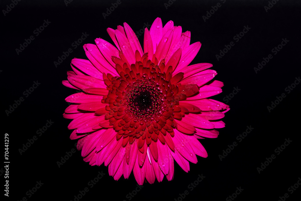 Obraz premium flor con agua