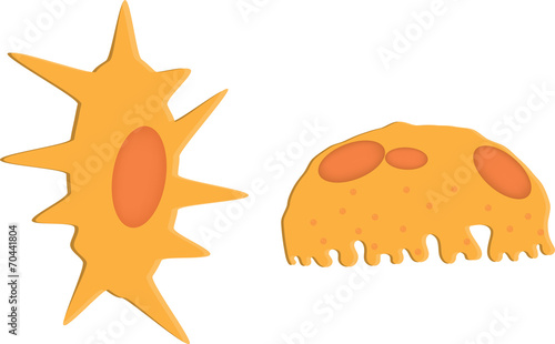 Cells in Bone Tissue
