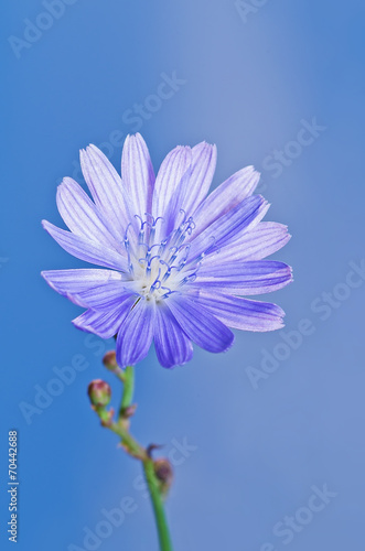 Chicory flower on blue background