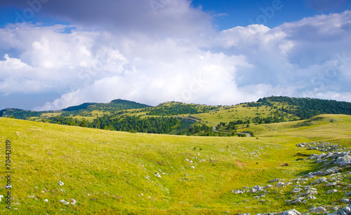 Summer landscape