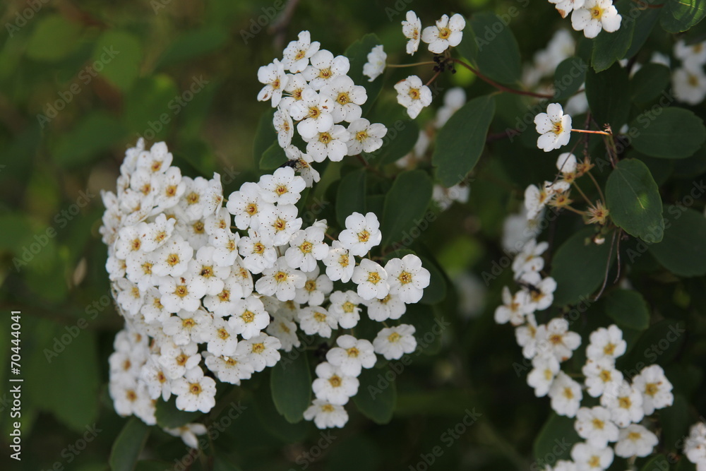 weiße Blümchen weiße Blümchen