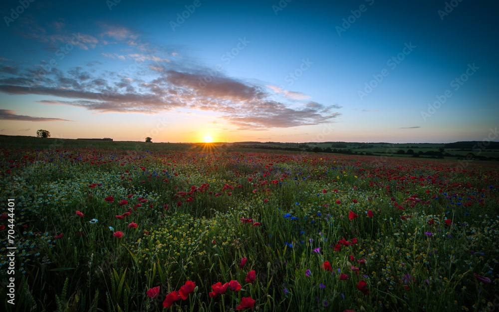 Poppy field at sunset, landscape.