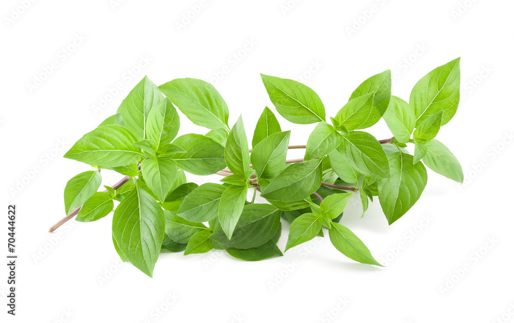 greek basil greek basil