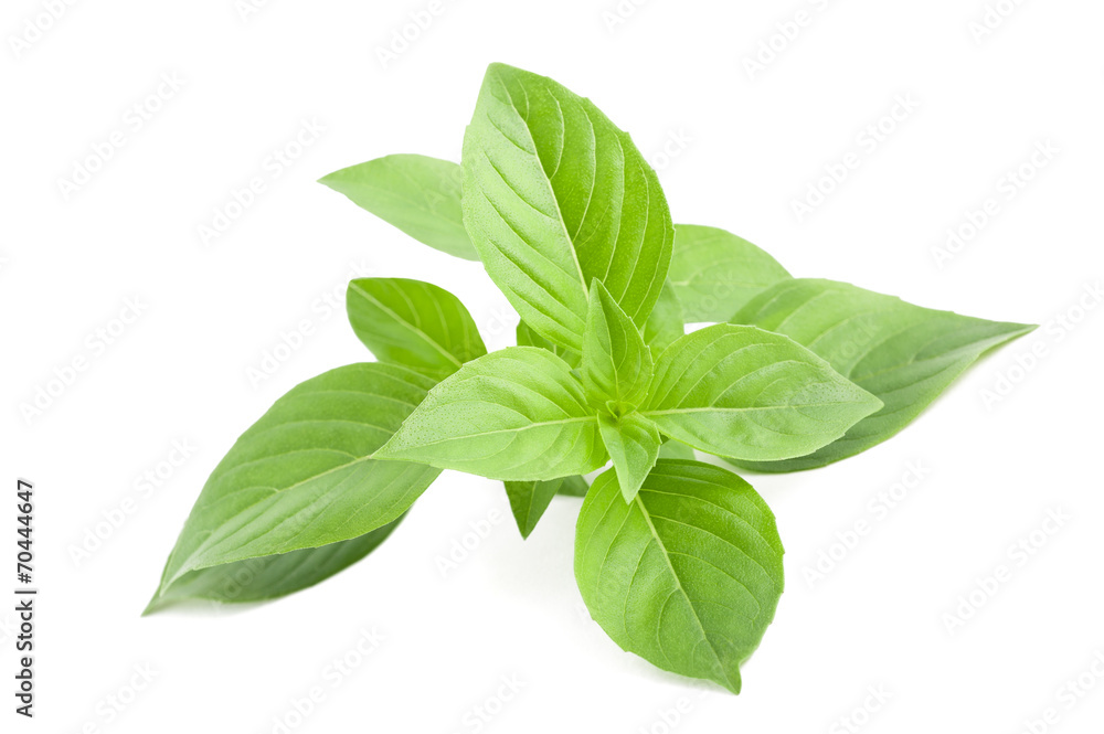 greek basil greek basil