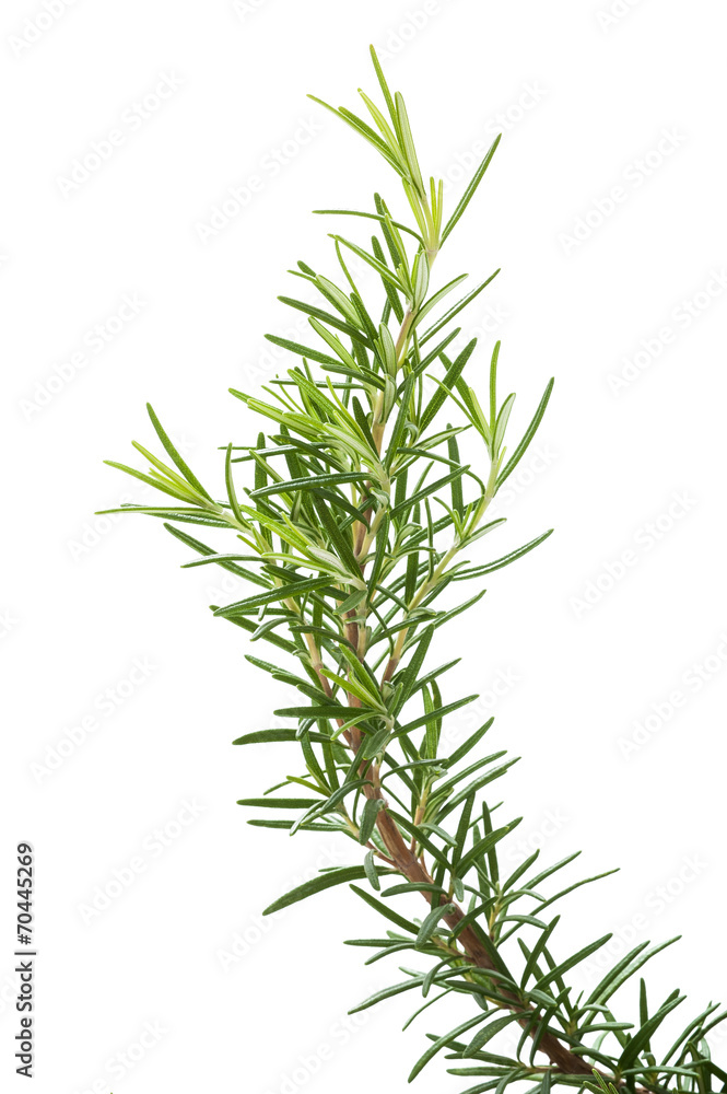 Fototapeta premium Rosemary