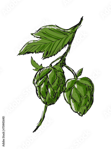 green hop
