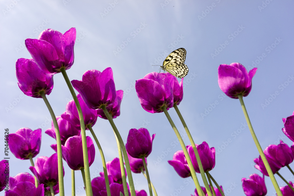 Tulpen_08104 Tulpen_08104
