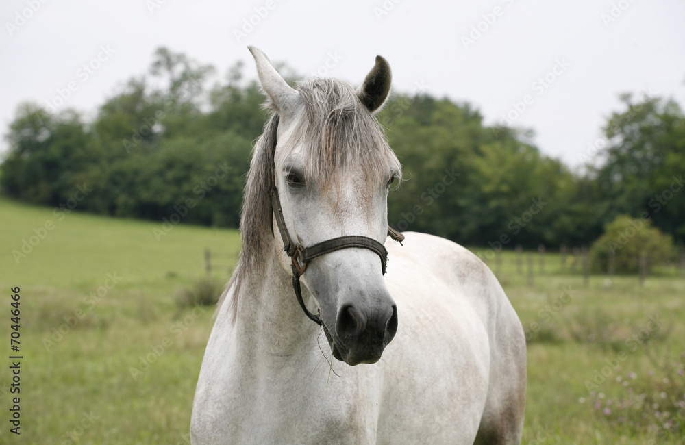 Note to editor:	Purebred arabian horse posing on pasture