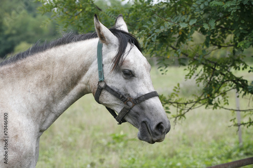 Gray horse eating tree leaves © acceptfoto