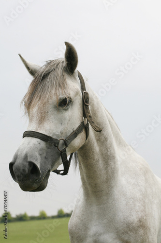 Portrait of a beautiful arabian gray horse