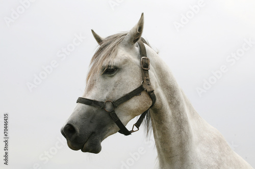 Head of a shagya arabian horse in pasture