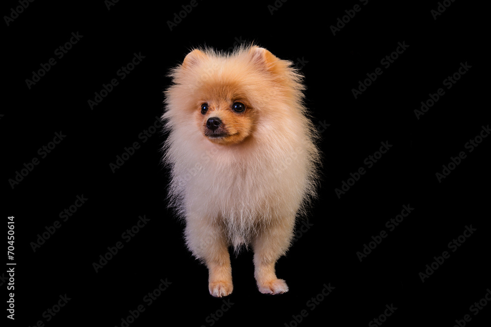 Pomeranian puppies. Pomeranian puppies.