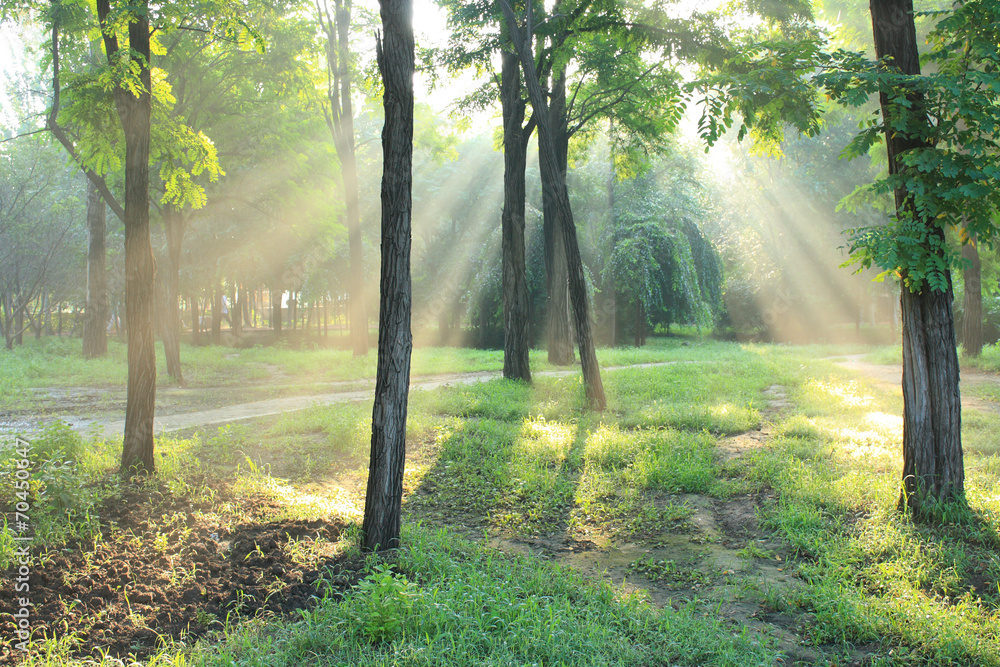 Obraz premium Morning sunlight