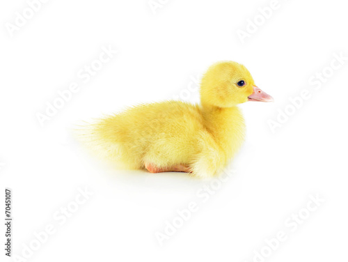 duckling