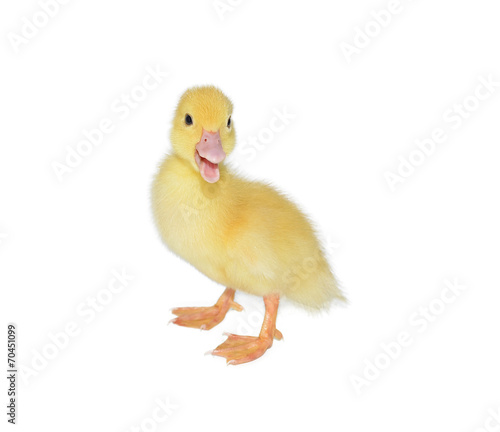 duckling