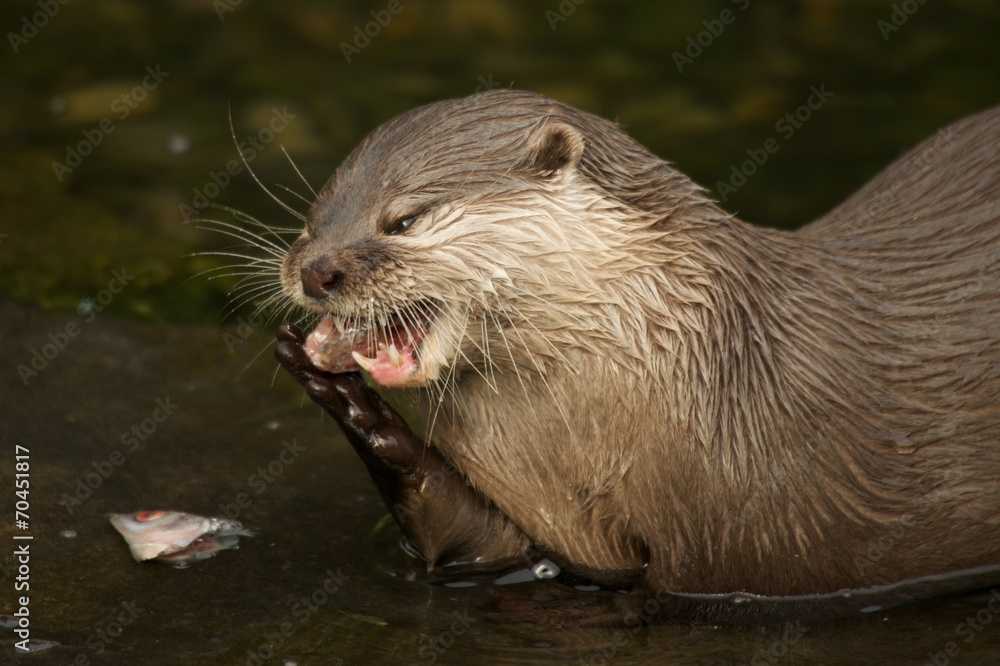 Close-up of Asian short-clawed otter biting fish Close-up of Asian short-clawed otter biting fish