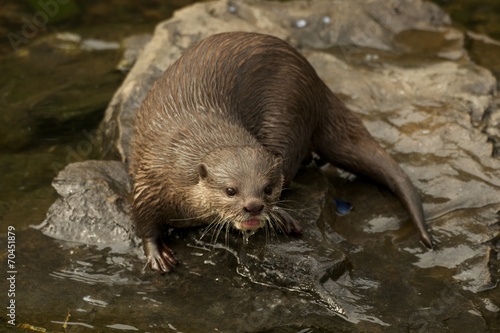 Asian short-clawed otter on rock looking up