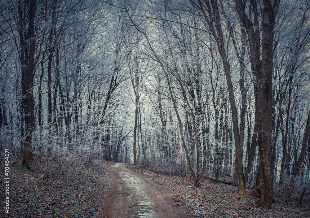 Misty trail in autumn forest. Misty trail in autumn forest.