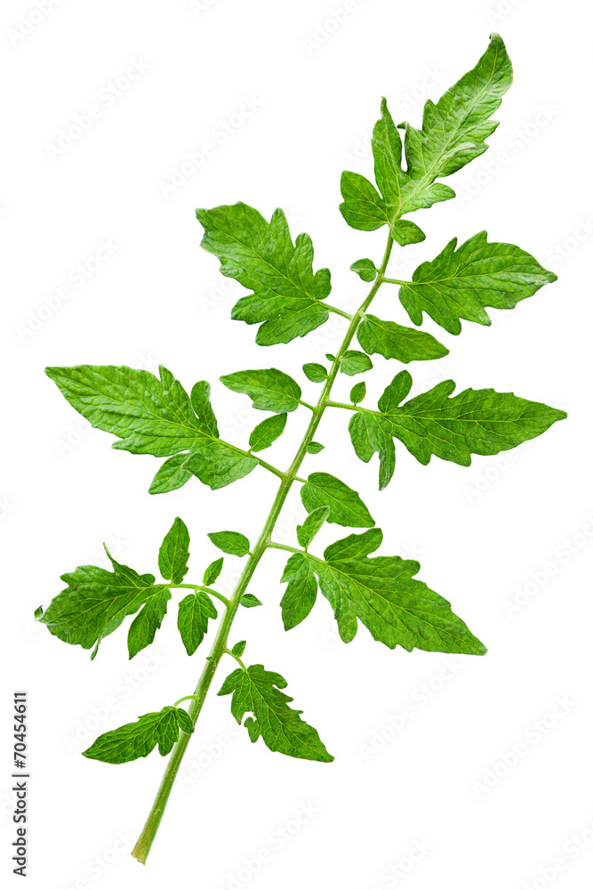 Tomato leaf closeup Tomato leaf closeup