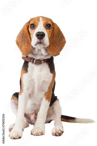 beagle puppy over white background photo