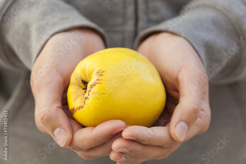 Quince in woman's hands