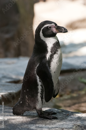 penguin