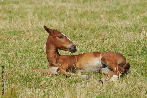 Young foal in a summer meadow