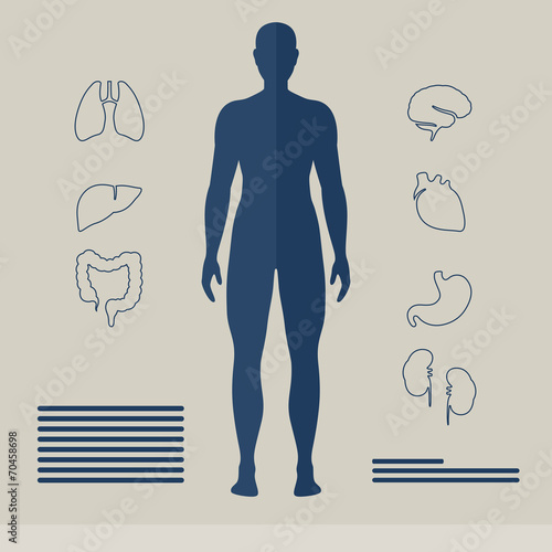 Vector Illustration of Human Organs