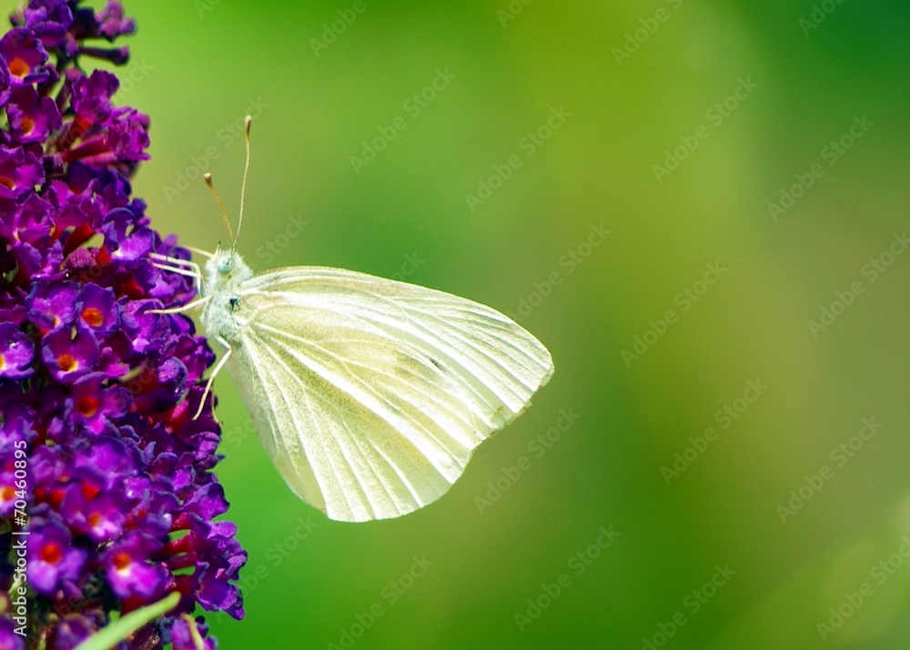 Naklejka premium Lila Sommerflieder mit Schmetterling
