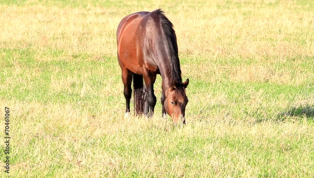 Braunes Pferd auf der Wiese beim Fressen Braunes Pferd auf der Wiese beim Fressen