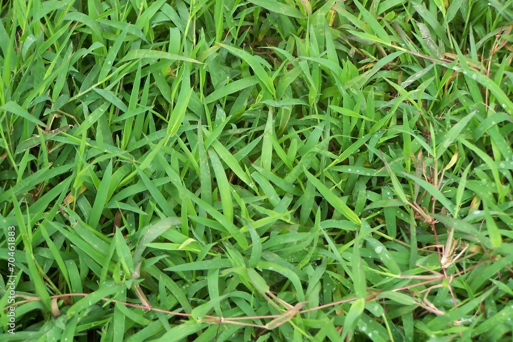 green fresh grass is luscious the dew green fresh grass is luscious the dew