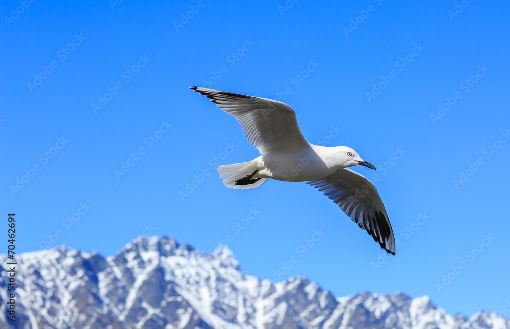 one flying seagull above mountain one flying seagull above mountain