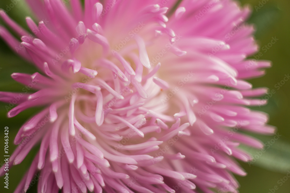 Obraz premium Closed up pink chrysanthemum