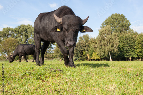 black water ox