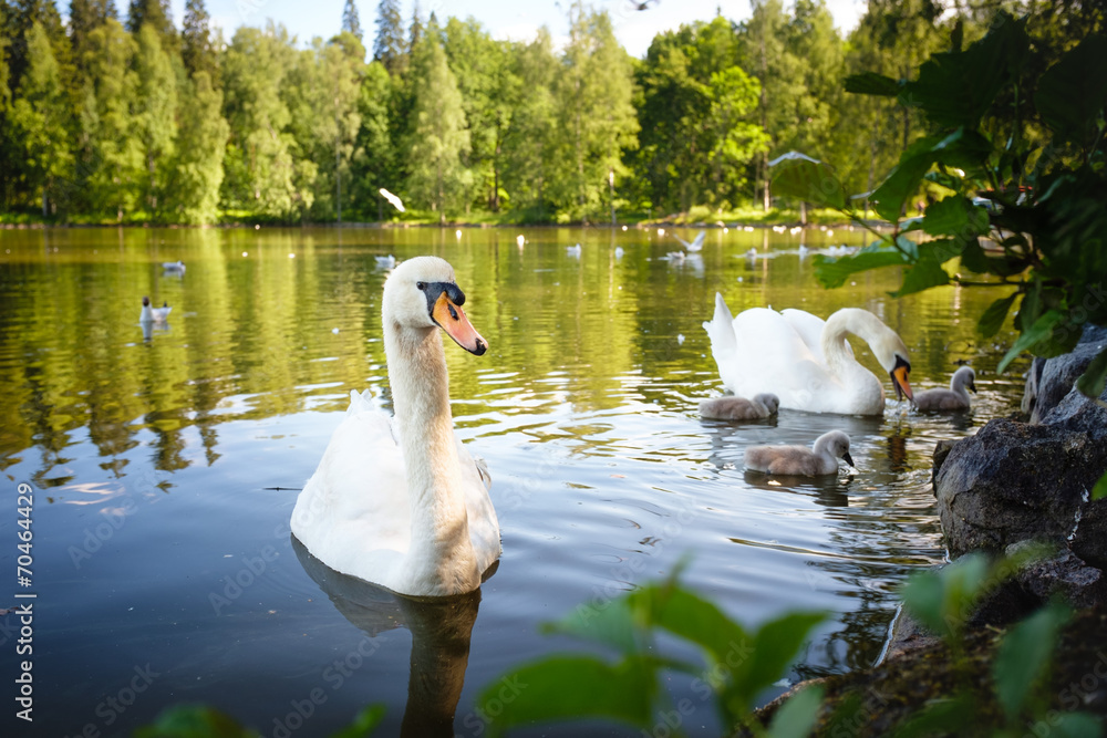Obraz premium Swans with Chicks