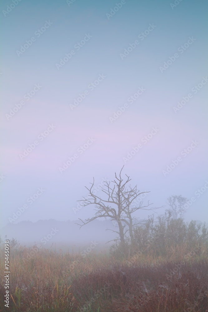 dry tree in dense fog at sunrise