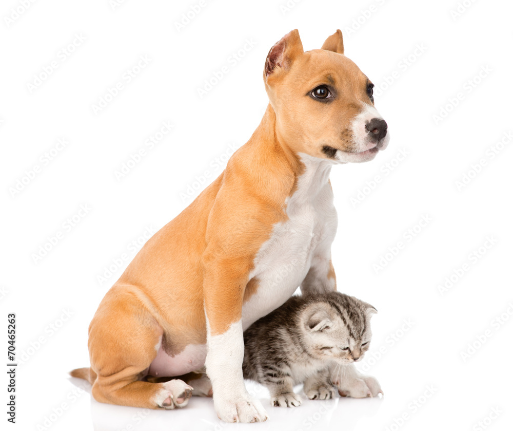 dog and little cat sitting together. isolated on white backgroun