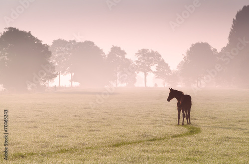 foal silhouette on pasture in fog
