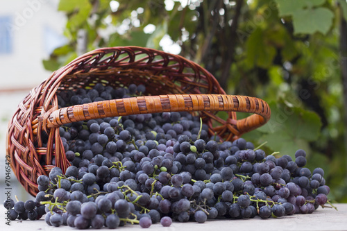 baskets with nature grapes photo