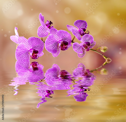 Fototapeta Naklejka Na Ścianę i Meble -  Różowy storczyk