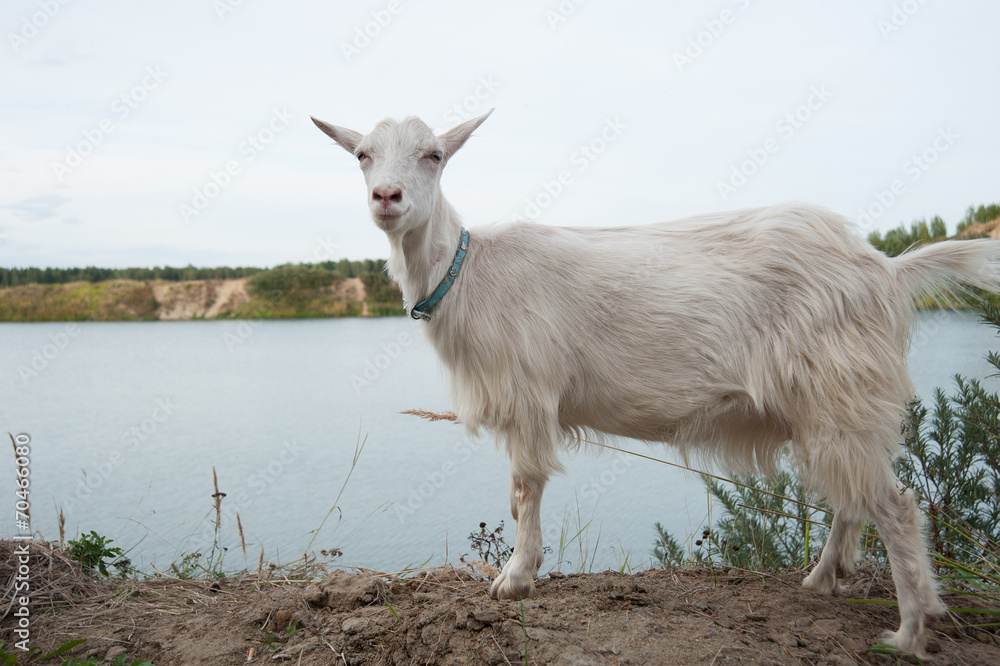 symbol of the year-goat