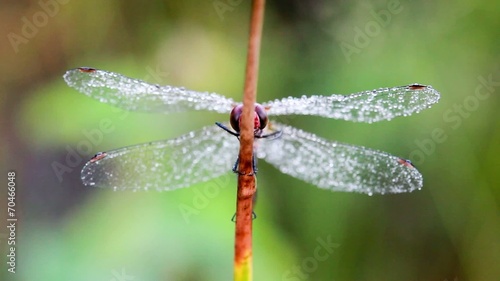 Wallpaper Mural Dragonfly Torontodigital.ca