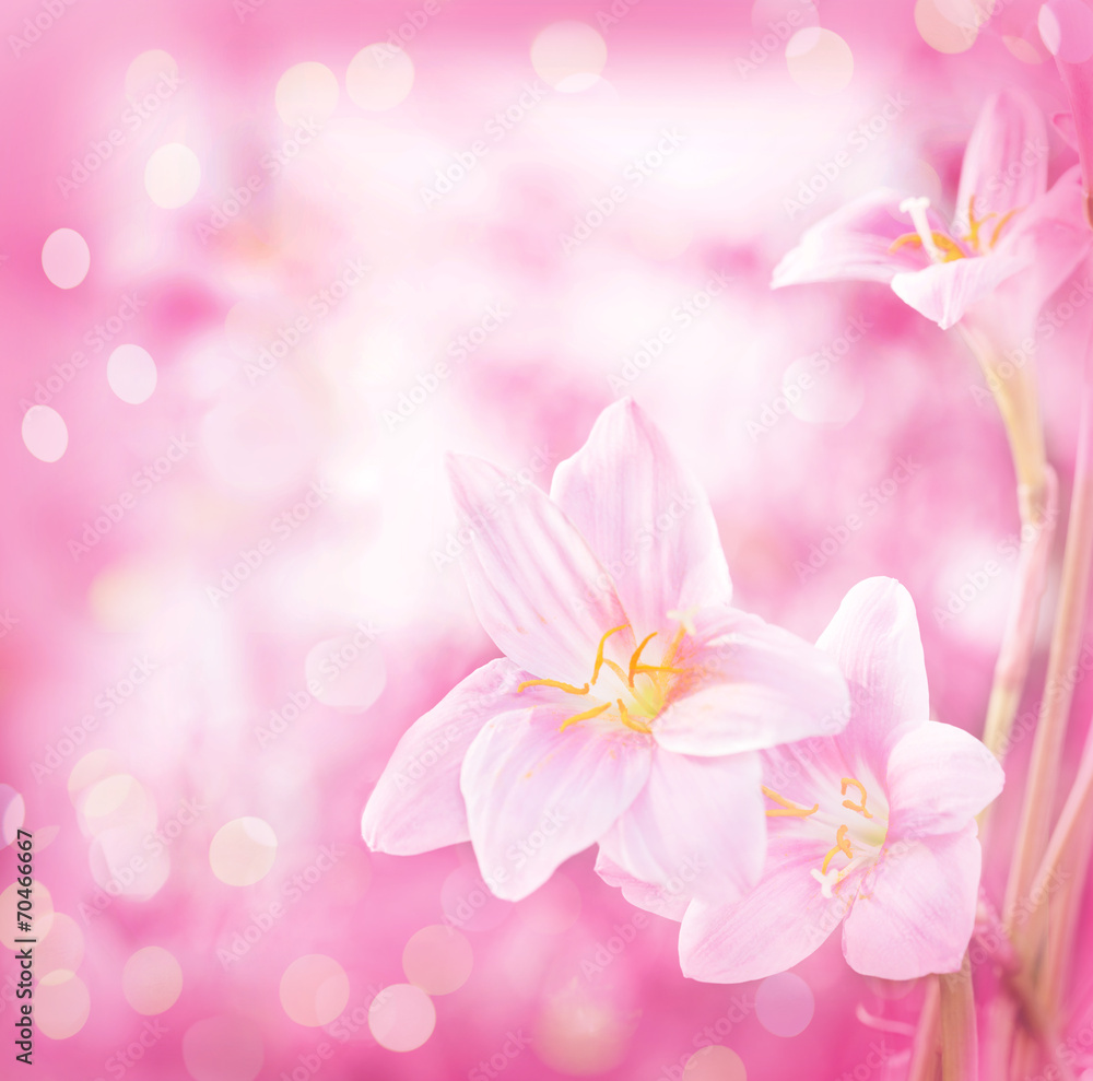 Spring pink flowers Spring pink flowers
