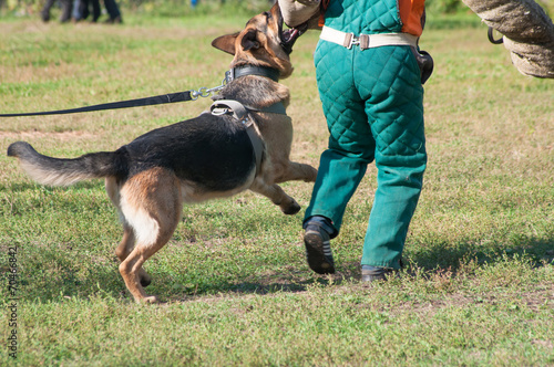 German Shepherd dog attacking on the dog training course © elen31