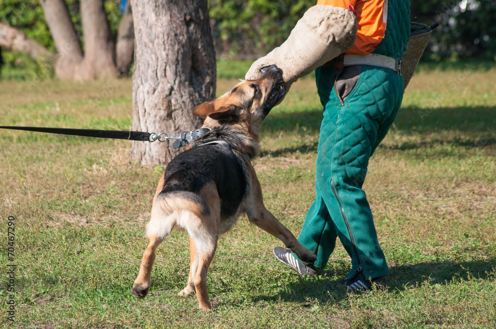 German Shepherd dog attacking on the dog training course German Shepherd dog attacking on the dog training course