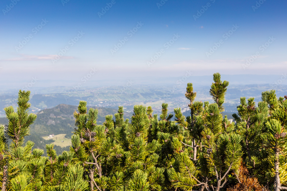 Fototapeta premium Tatras Mountains covered by green pine forests, Poland.