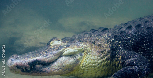 Crocodile alligator in water